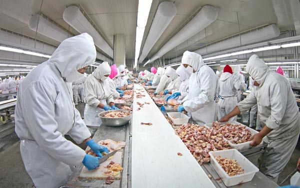 屠宰片冰機應(yīng)用